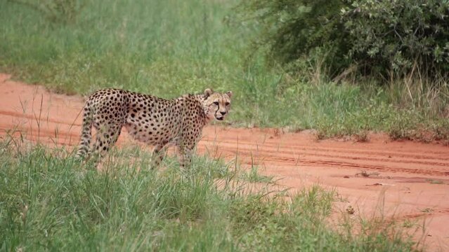 cheetah is walking, slow motion