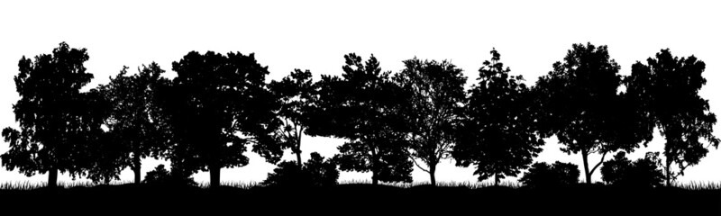 Decidious woodland, silhouette of beautiful trees and bushes. Vector illustration © nosyrevy