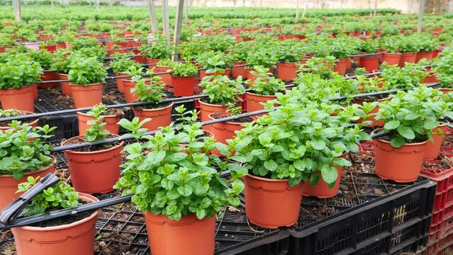 Rows of pots with organic mint seedlings growing in greenhouse farm. High quality 4k footage