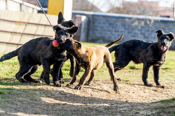 dogs with ball in their mouths, puppies busy playing, beautiful young sheepdogs, pets