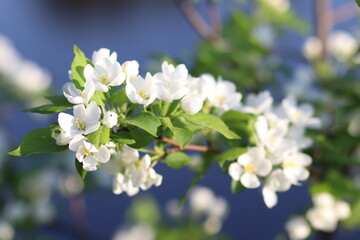 tree blossom. apple tree in bloom