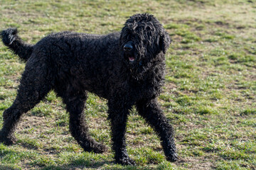 friendly shaggy black dog, shepherd dog posing, pet on spring walk