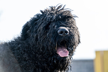 friendly shaggy black dog, shepherd dog posing, pet on spring walk