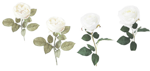 vintage watercolor white roses isolated colletction 