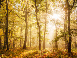 Naklejka na ściany i meble Enchanted Sunny Forest in Autumn with Morning Fog