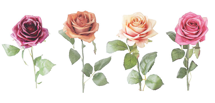 vintage pink roses watercolor  isolated colletction