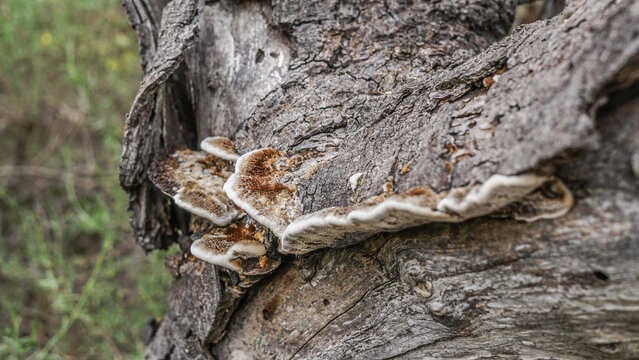 Fomes fomentarius (nombre com&uacute;n hongo yesca, hongo yesquero, hongo pata de caballo, u hongo del hombre de hielo) es una especie de hongo par&aacute;sito de plantas que se encuentra en Europa, Asia, &Aacute;frica y 