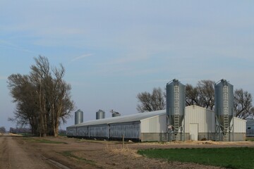 A Pig Farm south of Sterling Kansas USA out in the country with blue sky and white clouds with green wheat.