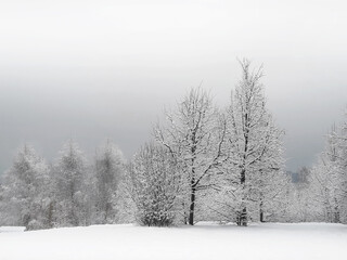 Fototapeta na wymiar Winter park landscape