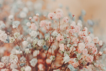 Multicolored gypsophila flowers.