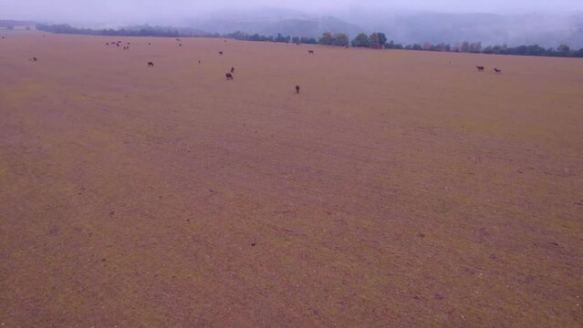 Low and close flight of the DJI Air 2 S drone over a herd of cows and bulls in the province of Bergueda, in Catalonia. in the town of Solsona