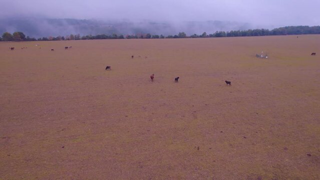 Traveling and close flight of the DJI Air 2 S drone over a herd of cows and bulls in the province of Bergueda, in Catalonia. in the town of Solsona