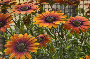 Orange flower VIntage flower - Summer Garden 
Flor naranja vintage- Jardín de verano