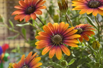 Orange flower VIntage flower - Summer Garden 
Flor naranja vintage- Jardín de verano