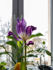 Withering tulip on the background of a white window and other indoor plants. A large decorative blooming flower with purple petals.