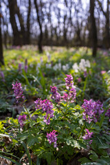 Hollow smokestack (Corydalis cava), spring forest, Southern Moravia, Czech Republic