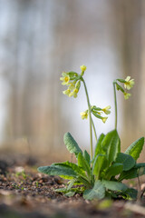  Primula elatior flower