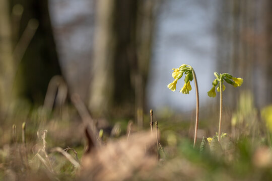  Primula elatior flower