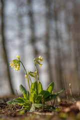  Primula elatior flower