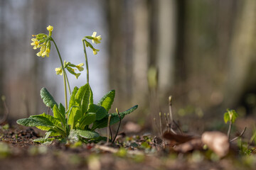 Primula elatior spring flower