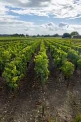 Typical vineyards near Saint-Julien-Beychevelle, Bordeaux, Aquitaine, France
