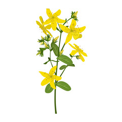 St. John's wort, medicinal herbal flower. Botanical plant. Tutsan herb. - obrazy, fototapety, plakaty