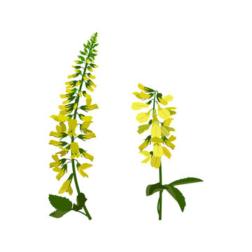 Sweet clover or sweet clover flowers on a white isolated background.