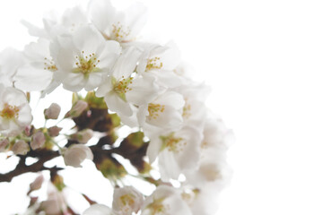 Fototapeta premium 満開の桜の花