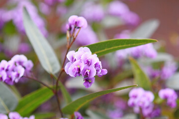 紫色の花　ハーデンベルギア