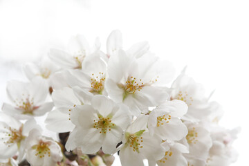 Obraz premium 満開の桜の花