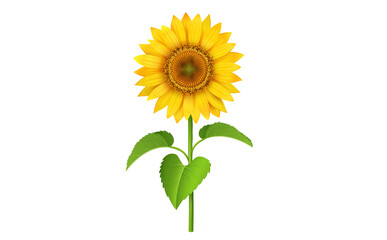 Sunflower with green leaves isolated on white background. Vector Illustration