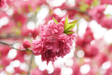 赤色の花　八重桜