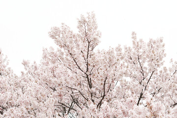満開の桜の花