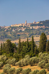 Fototapeta na wymiar Olive garden and Volterra in Tuscany, Italy
