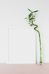 indoor plant green DRACAENA and a white frame for your text on a white background on a pink table, vertical photo