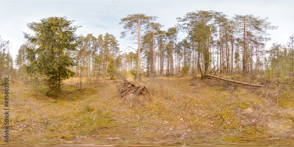 Wall mural amazing landscape with blue sky at spring trees without greens and grass 3d spherical panorama with 