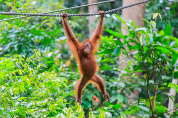 orangutans or pongo pygmaeus is the only asian great found on the island of Borneo and Sumatra