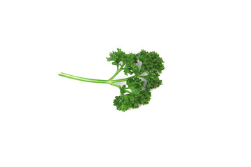 A green parsley stem and leaf photographed in the studio isolated on a white background.