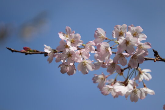 彩花加藤photos Images Assets Adobe Stock