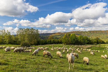 Obraz premium Sheep herd near Terchova, Mala Fatra, Slovakia
