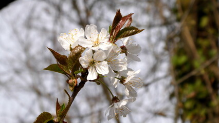 Cherry blossom, arranged in corymbs of two to six flowers together