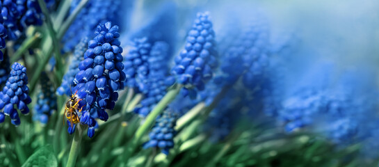 Fototapeta Królowa osa nie niebieskich kwiatach szafirka w ogrodzie, dzika łąka i owady obraz