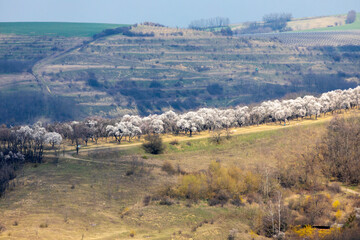 Almond tree orchard in Hustopece, South Moravia, Czech Republic