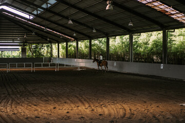 Young woman trains in horseback riding in the arena. A pedigree horse for equestrian sport. The...