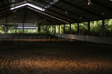 Young woman trains in horseback riding in the arena. A pedigree horse for equestrian sport. The...