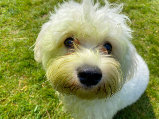 A small, white cavapoo dog with green staining from a freshly cut lawn.