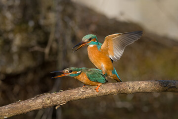 Eisvogel / Kingfisher 