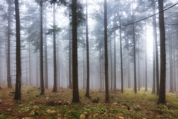 Pine forest in autumn morning mist