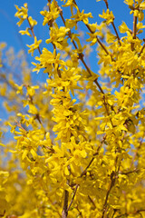 Blühende Forsythien, Forsythia, im Frühling