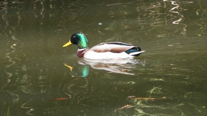 Mallard is resting in the water
